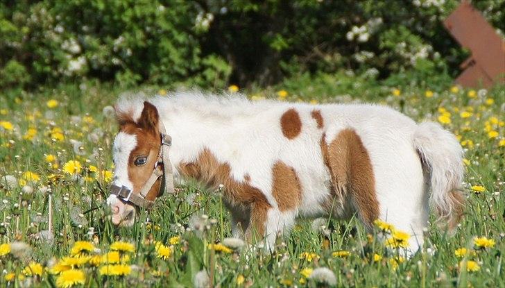 Dansk Miniature Schack´s Blue Bacardi West - Hvor har man det dejlig billede 1