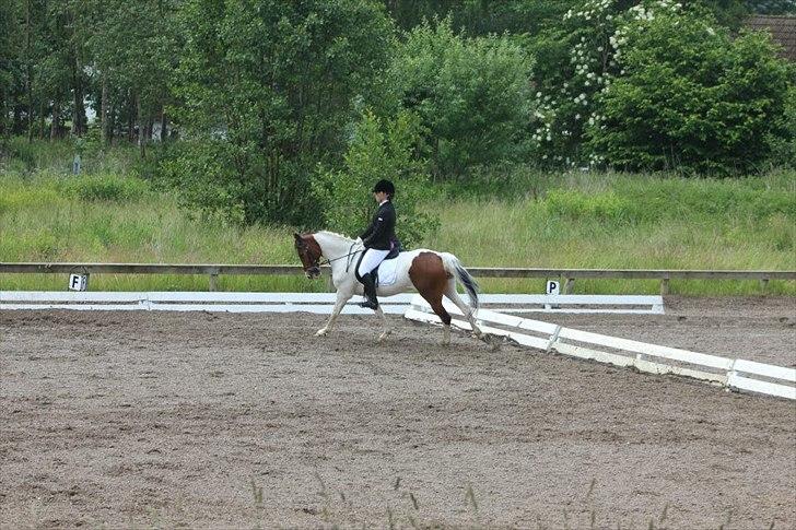 Pinto Moon Star - Klubmesterskab 2012, La1 til ca. 62 %, han gik en del bag lod og det trak ham ned, men synes at han var super fin <3 billede 20