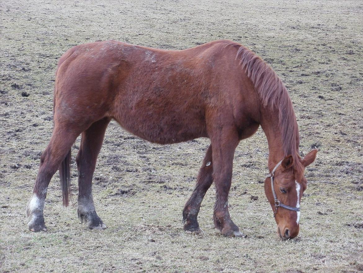 Oldenborg Betina - Februar 2012 med vinterpels! billede 1