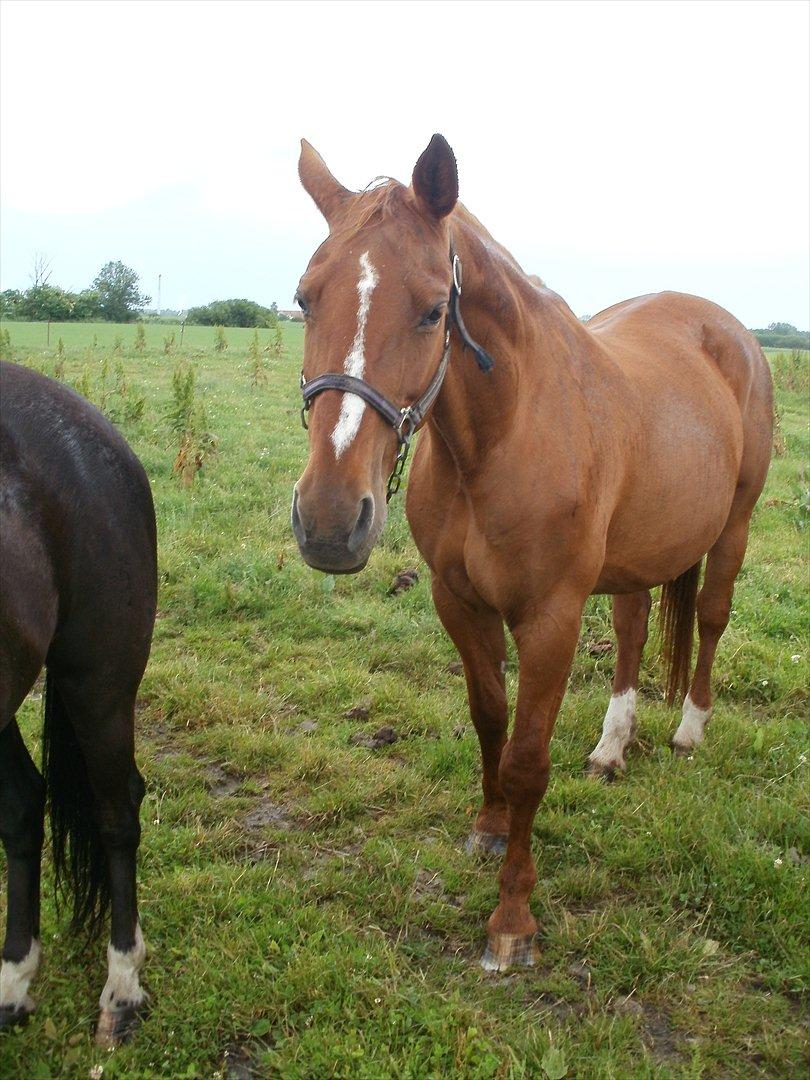 Oldenborg Betina - Betina på sommergræs billede 2