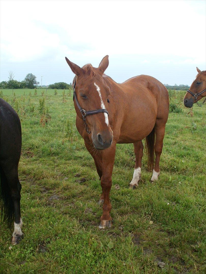 Oldenborg Betina billede 3