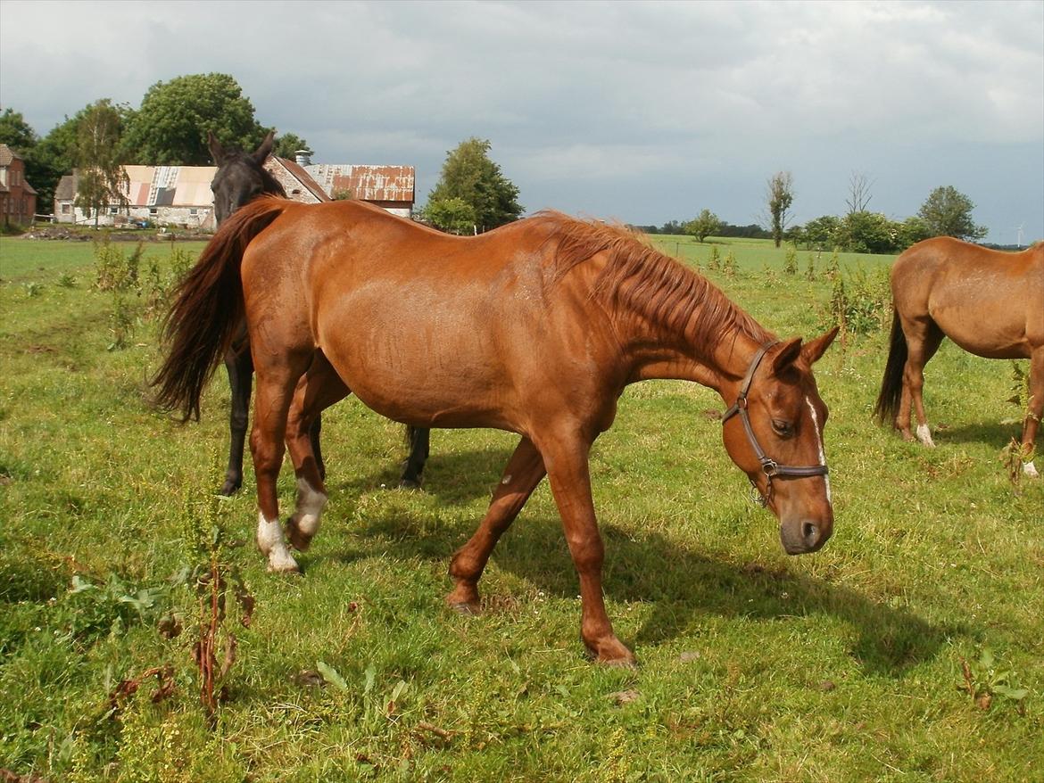 Oldenborg Betina billede 4