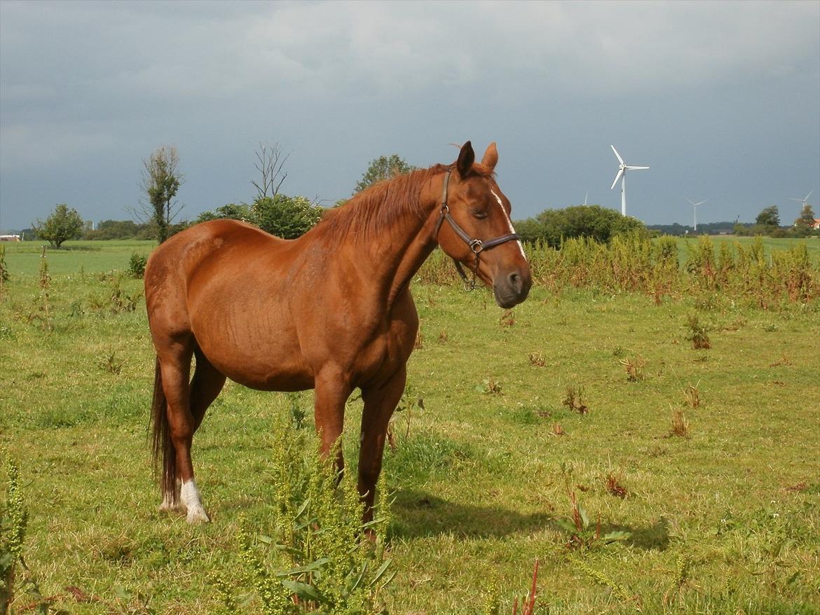 Oldenborg Betina billede 5