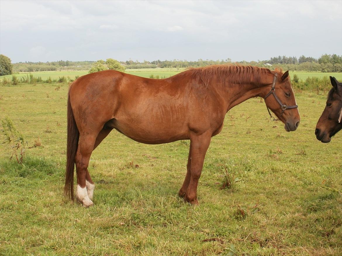 Oldenborg Betina billede 6