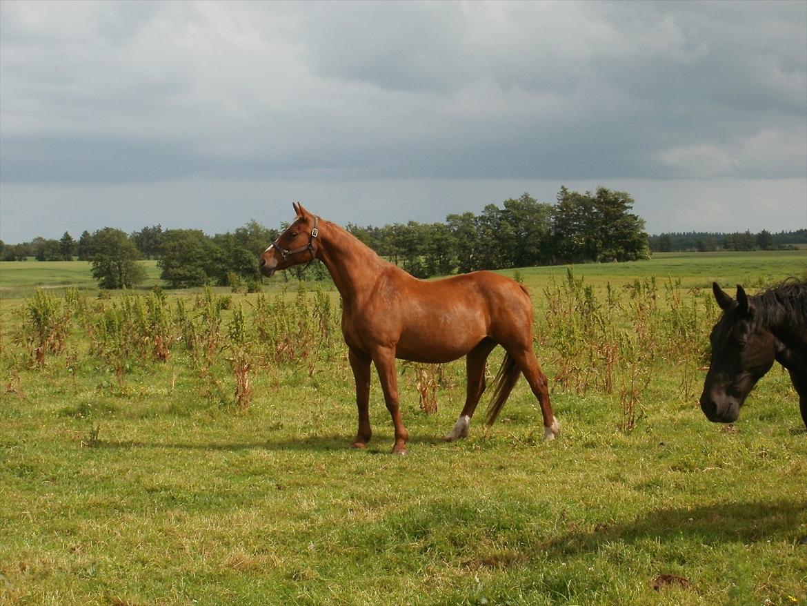 Oldenborg Betina - Fået øje på noget spændende! billede 7