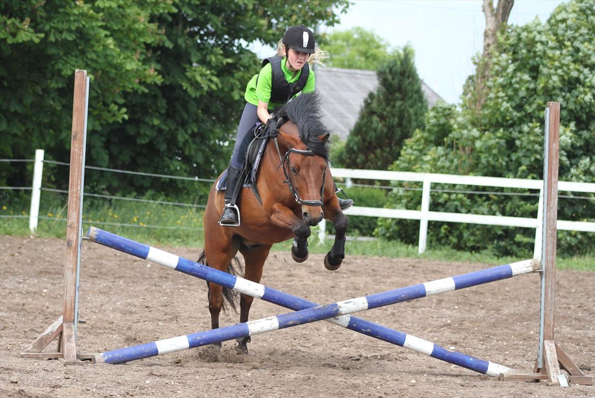 Anden særlig race Don Pedro - Spring træning<3<3 billede 8