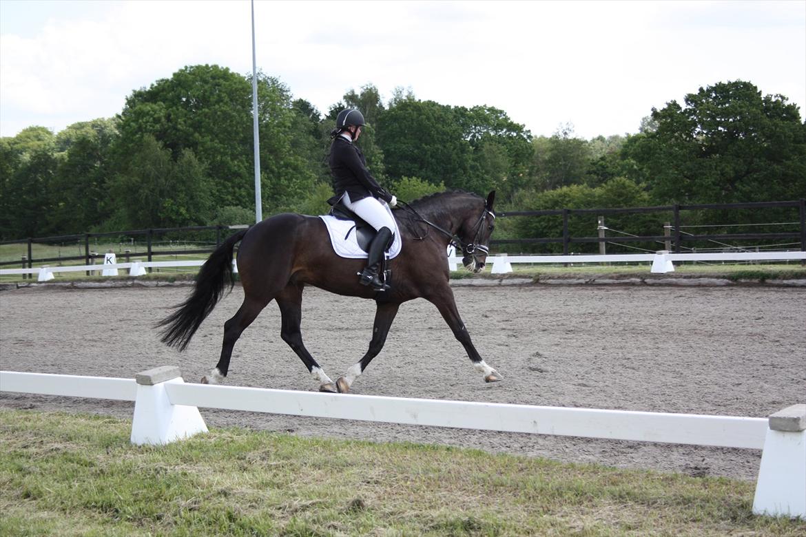 Holstener Prior's Hubert *ENGEL* <3 R.I.P 04-10-2012 - Nr. 8 - du er og forbliver min evige optur <3 billede 6