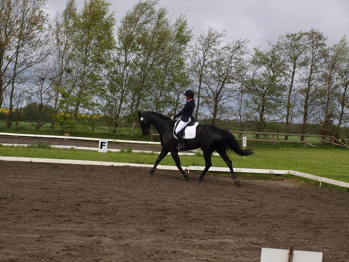 Dansk Varmblod ERA Don Pedro - LA1 maj 2012 billede 16