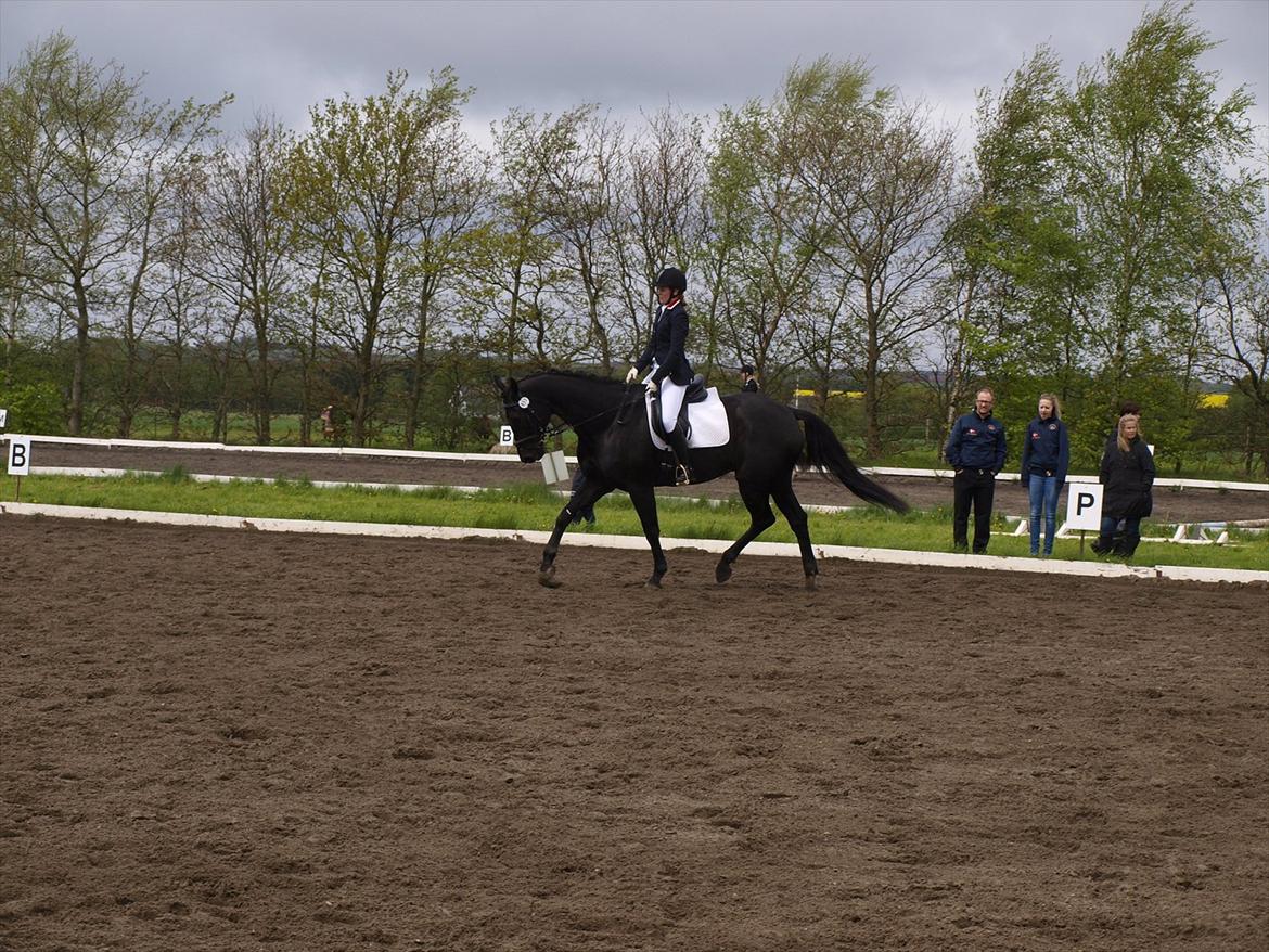 Dansk Varmblod ERA Don Pedro - LA1 maj 2012 billede 17