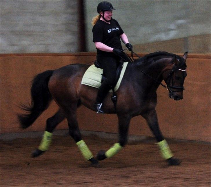 Dansk Varmblod Cæsar billede 16