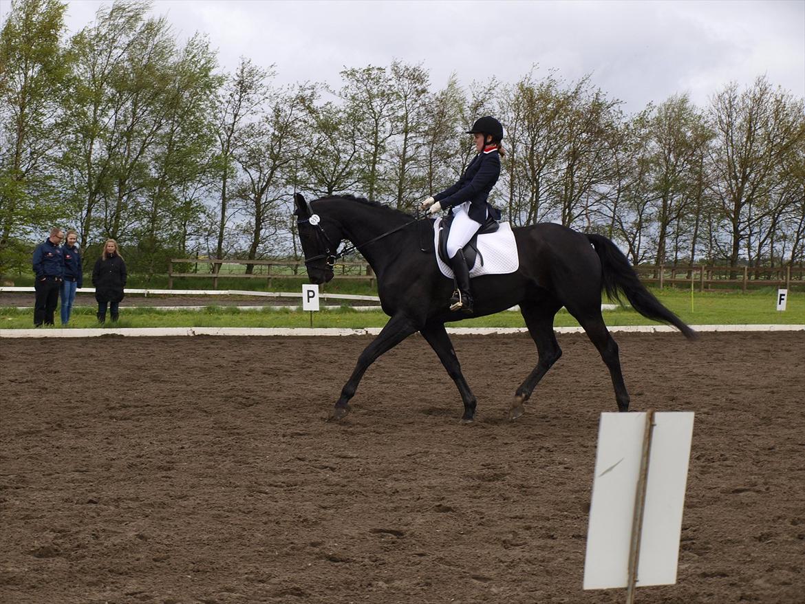 Dansk Varmblod ERA Don Pedro billede 18