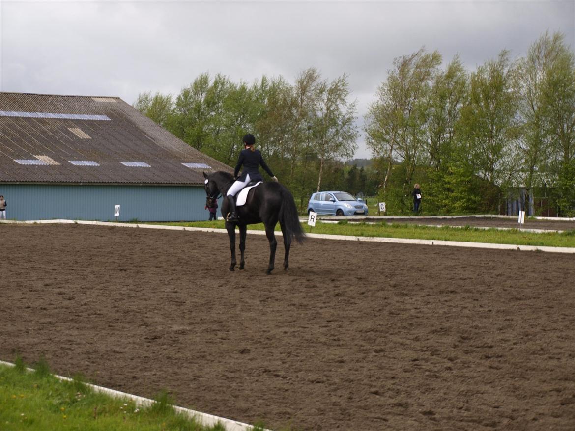 Dansk Varmblod ERA Don Pedro billede 19