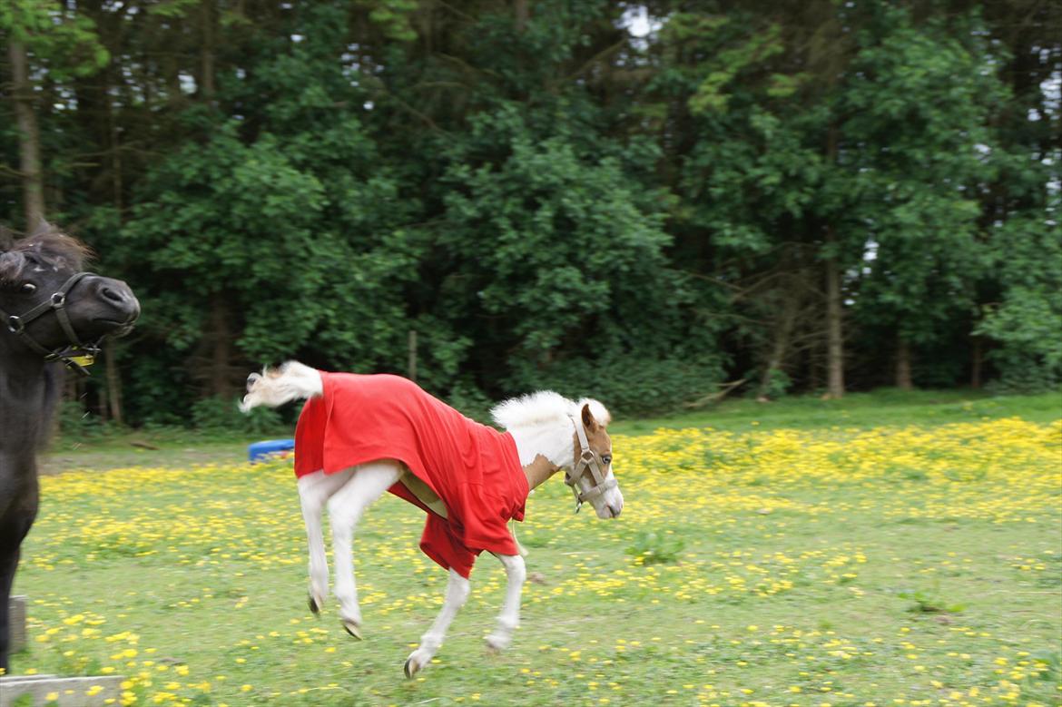 Dansk Miniature Schack´s Blue Bacardi West - Mor jeg kan selv billede 11