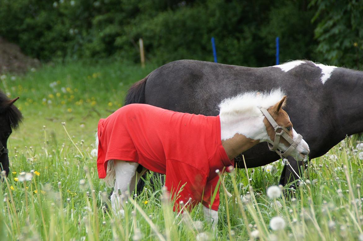 Dansk Miniature Schack´s Blue Bacardi West billede 9