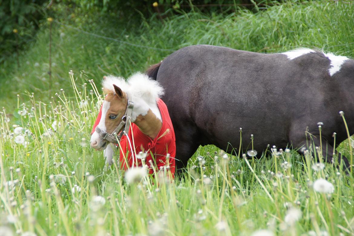 Dansk Miniature Schack´s Blue Bacardi West billede 10