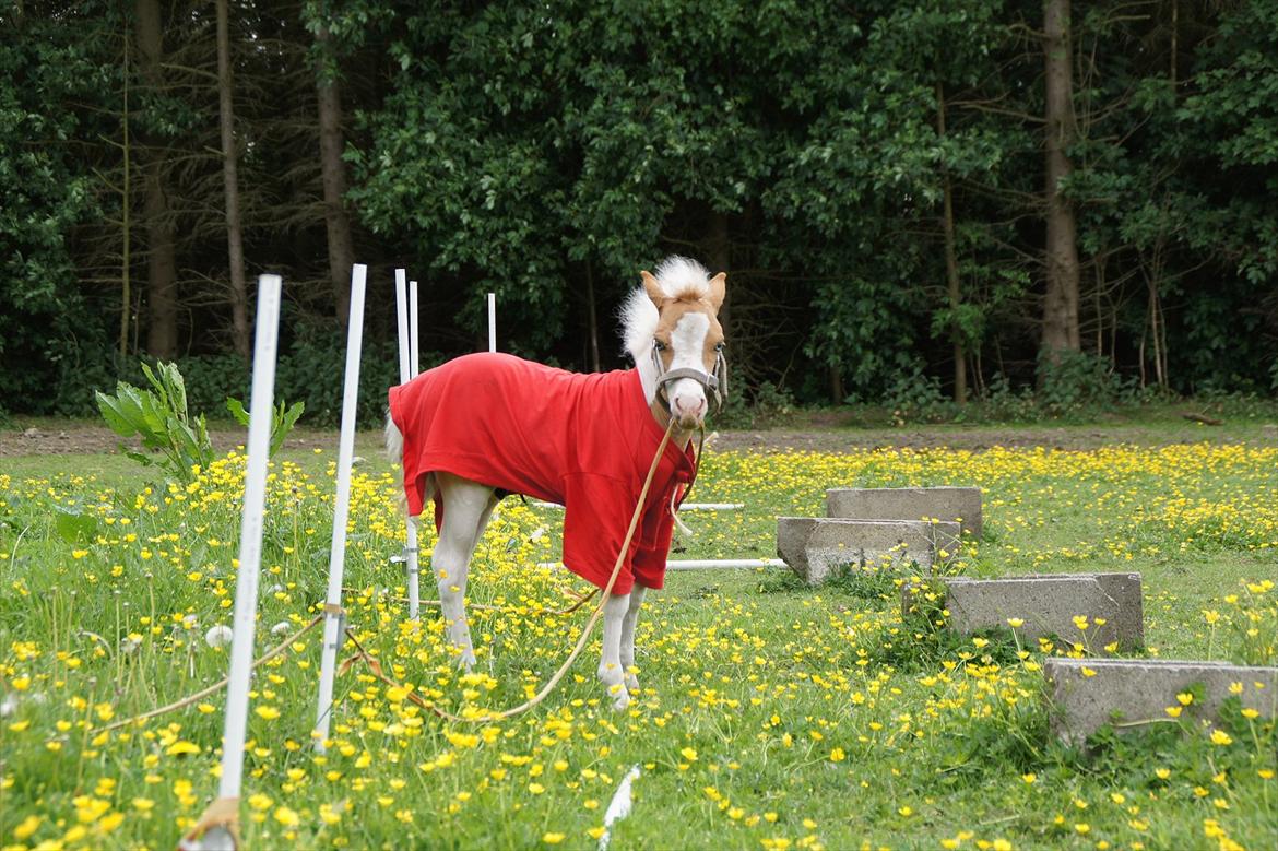 Dansk Miniature Schack´s Blue Bacardi West - Jeg smager lige på det billede 12