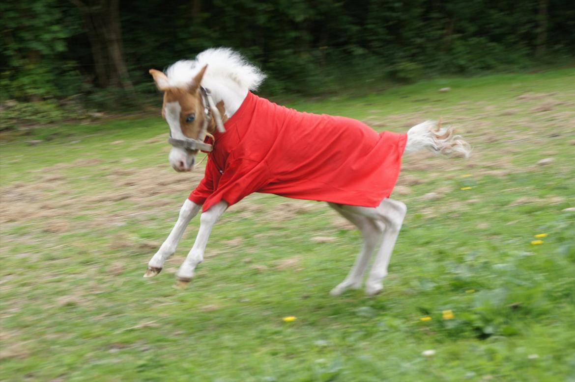 Dansk Miniature Schack´s Blue Bacardi West - Se hvor stor jeg er billede 13