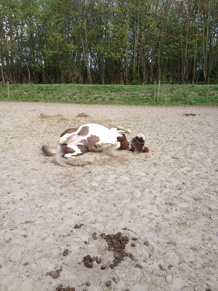 Anden særlig race Sillepigen billede 9