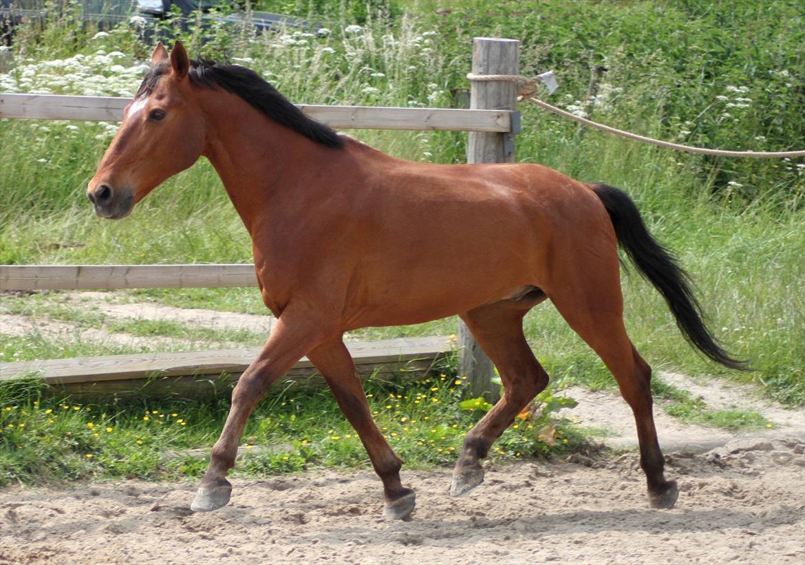 Welsh Partbred (Sec F) Bonjour Boyard billede 19