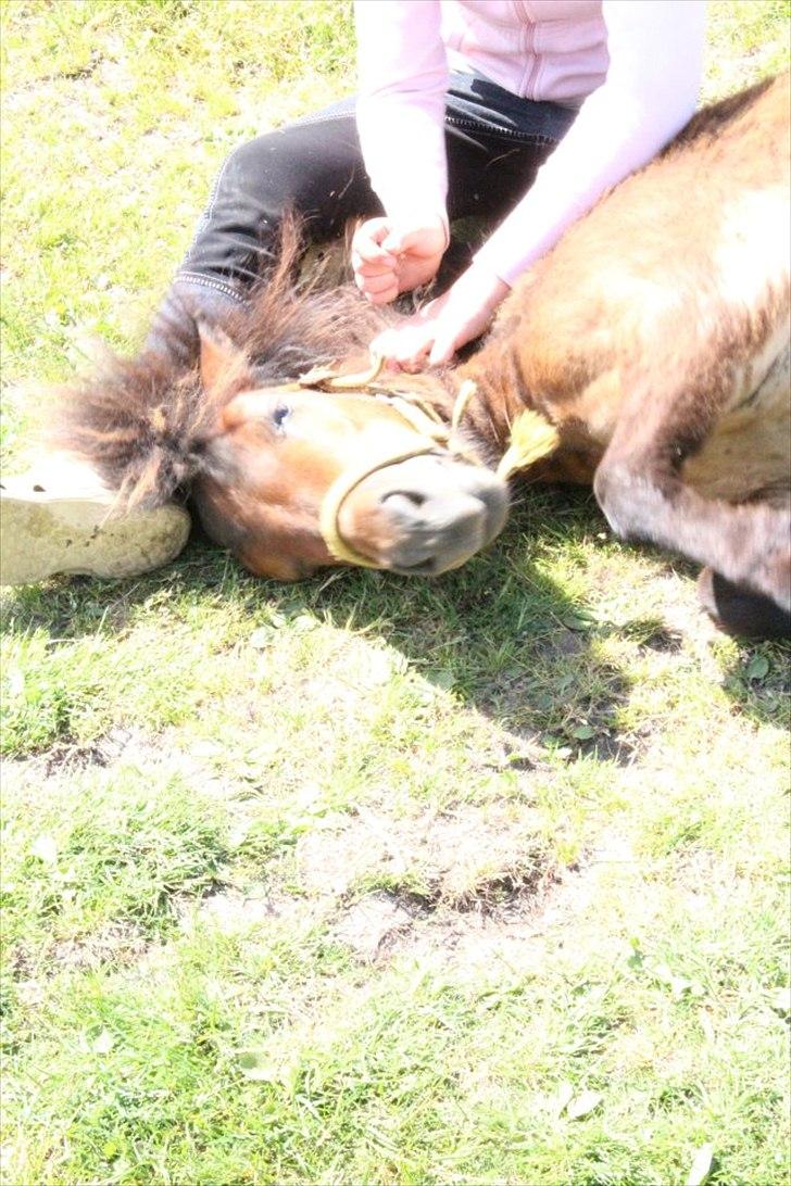 Shetlænder Nederbygårdens Junior. billede 9