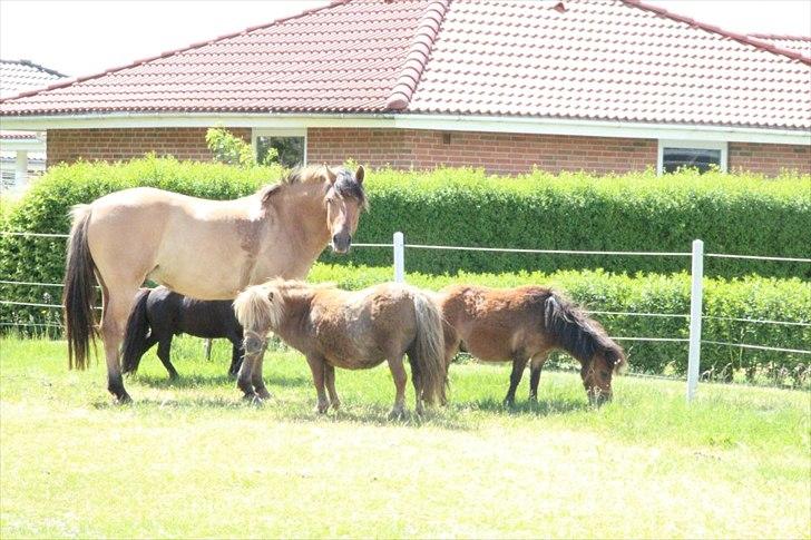 Shetlænder Nederbygårdens Junior. billede 10