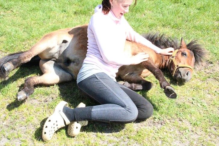 Shetlænder Nederbygårdens Junior. billede 11