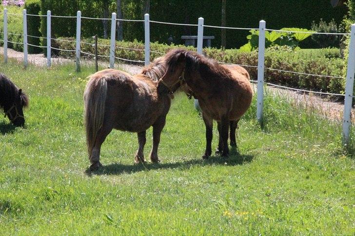 Shetlænder Nederbygårdens Junior. billede 12