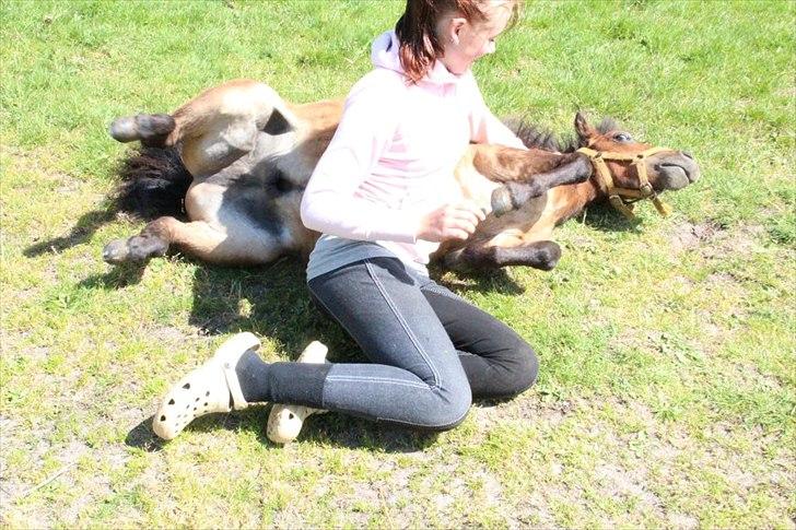 Shetlænder Nederbygårdens Junior. billede 13