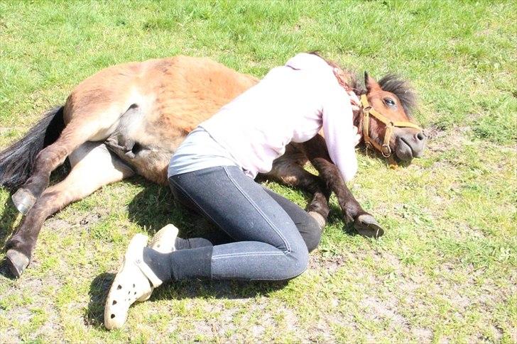 Shetlænder Nederbygårdens Junior. billede 14