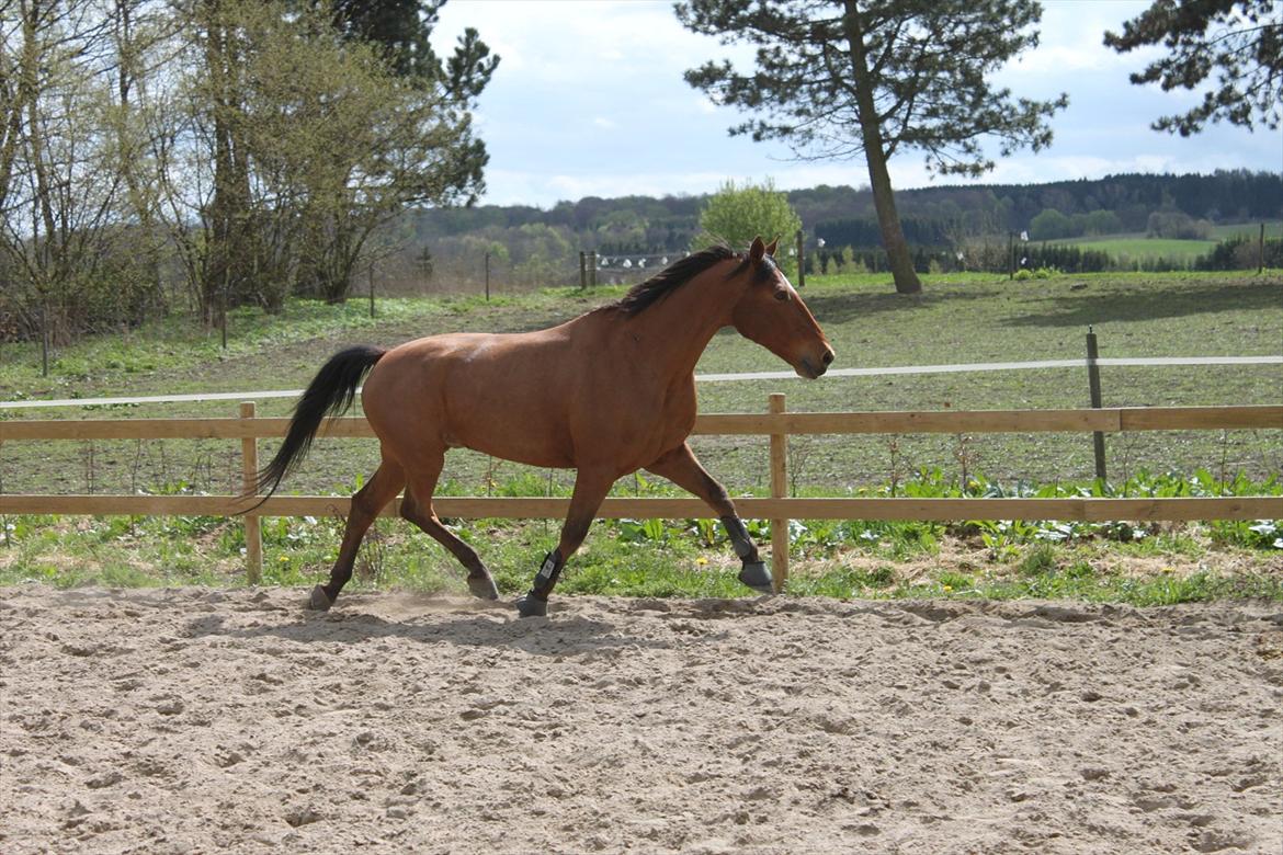 Welsh Partbred (Sec F) Bonjour Boyard billede 20