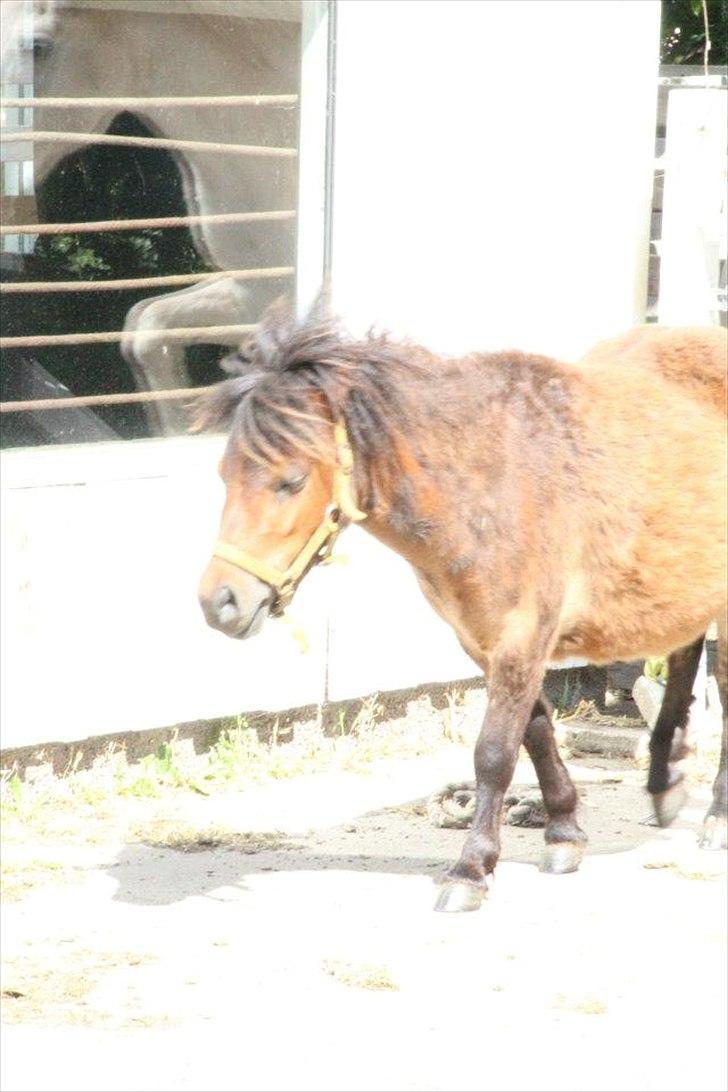 Shetlænder Nederbygårdens Junior. billede 16