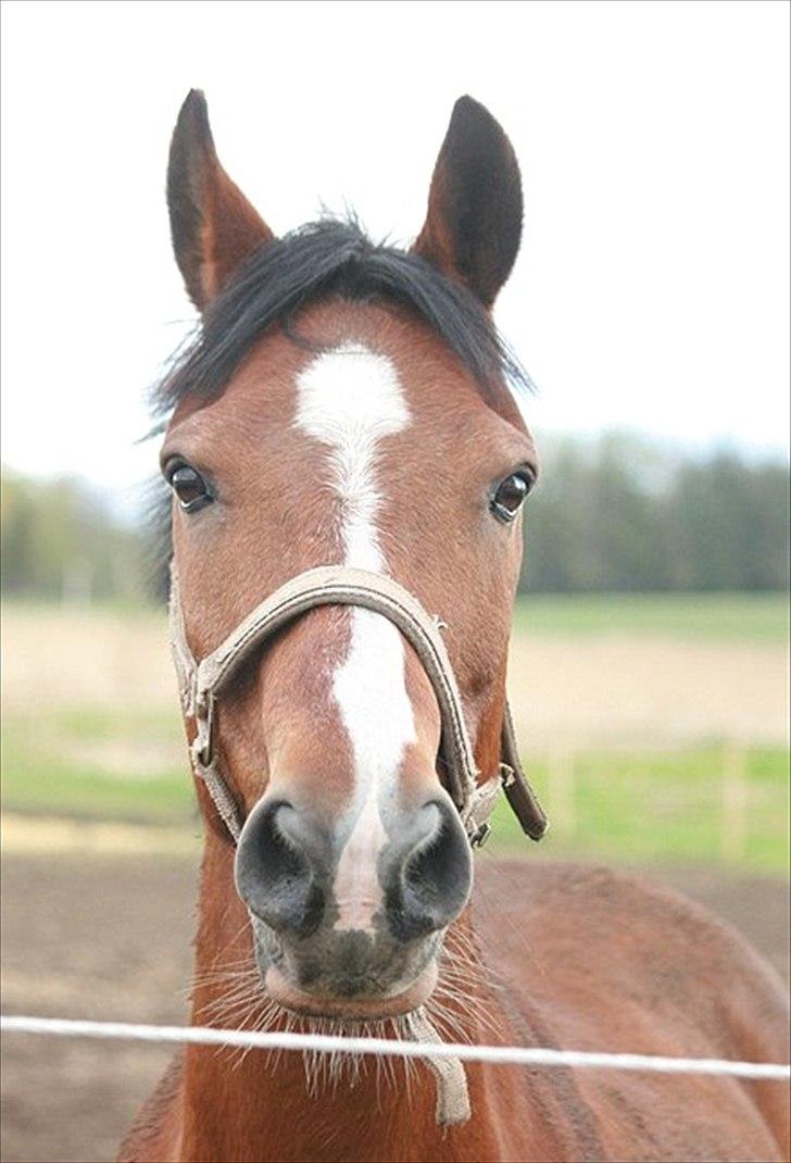 Hollandsk Sportspony Danny - Billed taget fra nuværende ejer ;) :) billede 6