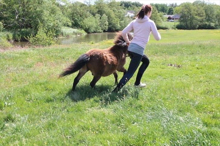 Shetlænder Nederbygårdens Junior. billede 18