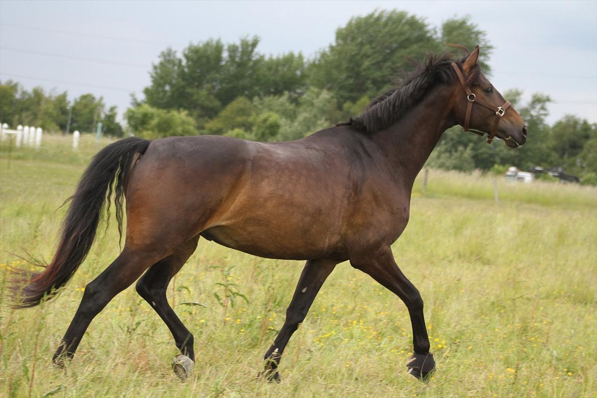 Dansk Varmblod Lillegård's Romario billede 8