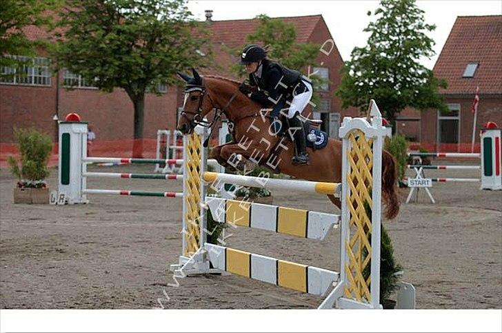 Svensk Sportspony  Funnys Fantasia billede 12