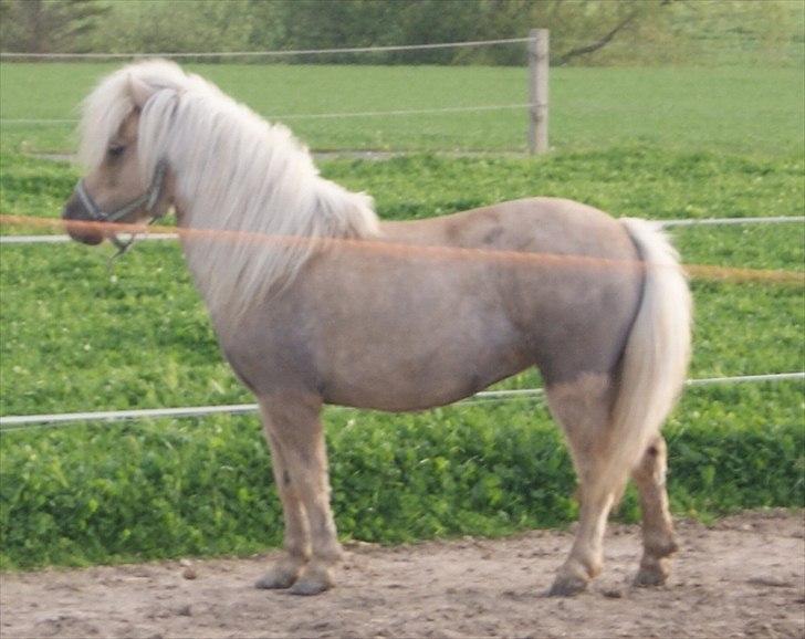 Shetlænder Alice <3 ! billede 1