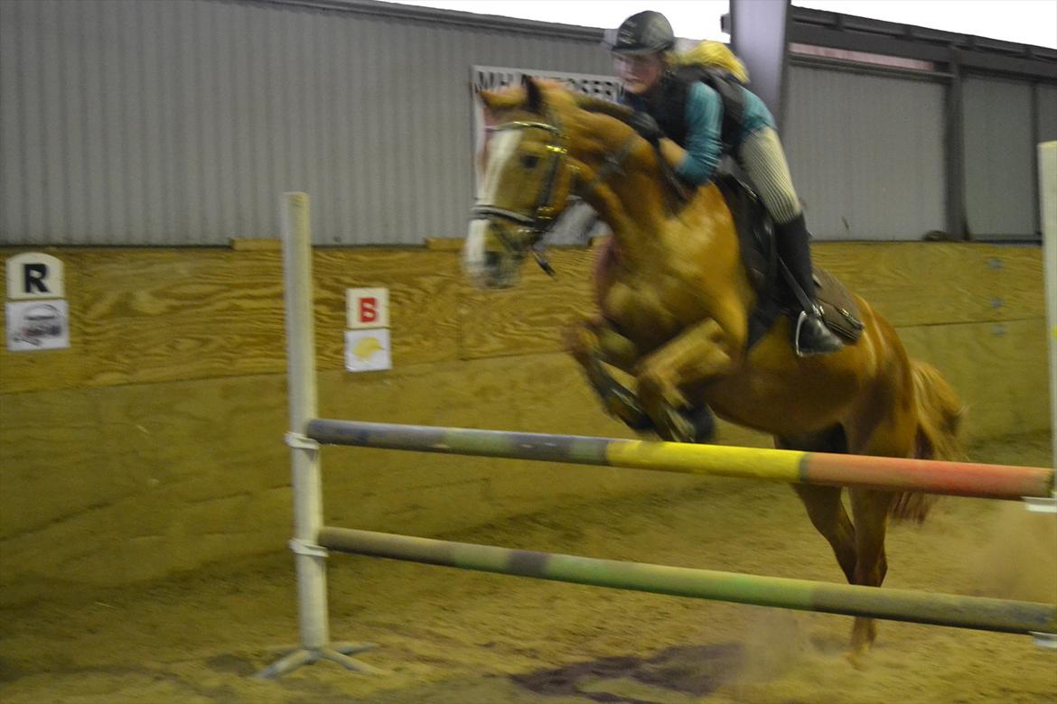 Anden særlig race Oliver - Personlig rekord er slået...
Her hopper de 1 meter :O)) billede 20