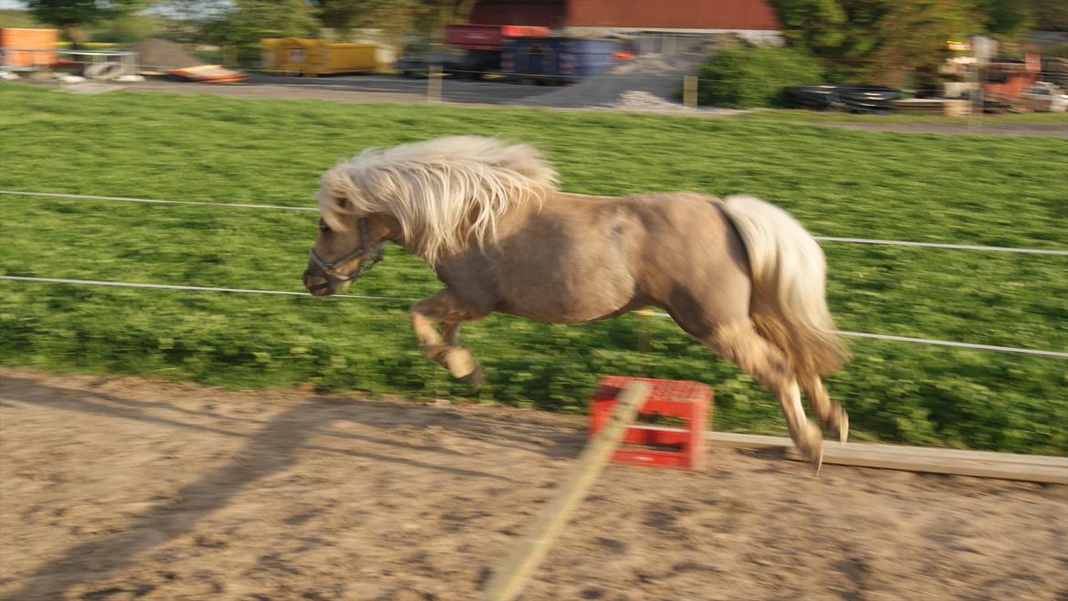 Shetlænder Alice <3 ! billede 3