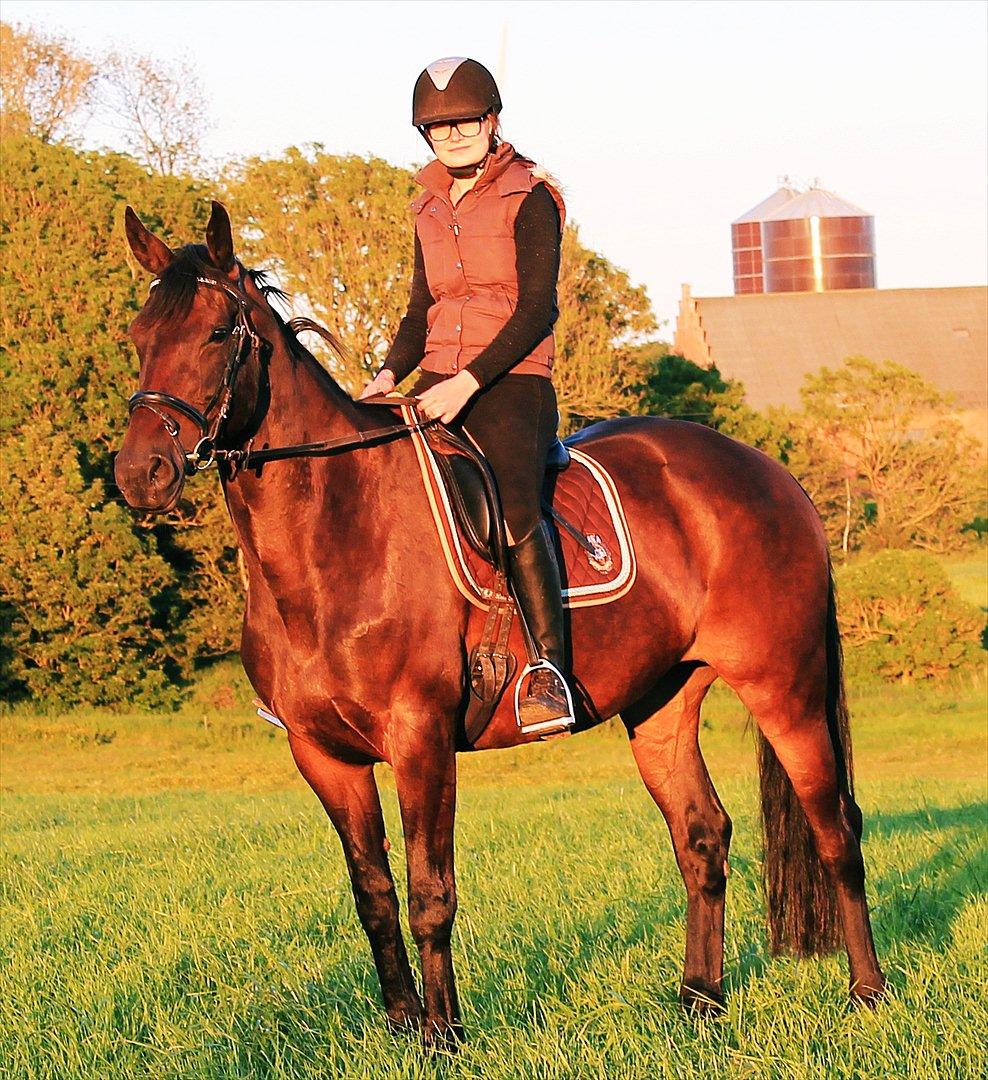 Dansk Varmblod Chanel - You are my straw to my berry<3  Foto: Louise billede 11