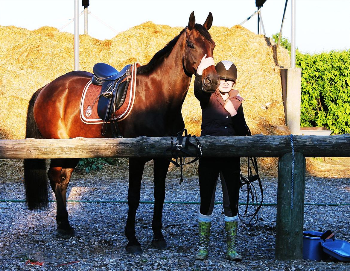 Dansk Varmblod Chanel - the perfect one<3 Foto: Louise<3 billede 17