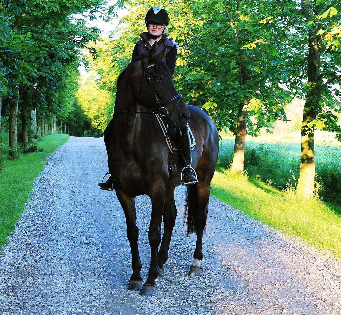 Dansk Varmblod Chanel - Du er den perfekte hest for mig<3  Foto: Louise<3 billede 6