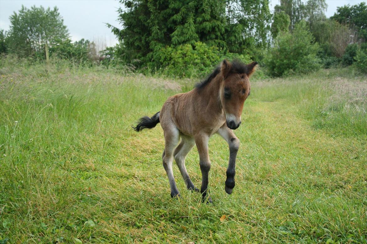 Belgisk Miniature | Kærslunds Ultra Supreme Champion - 16/ Taget d. 24-06-2012 billede 16