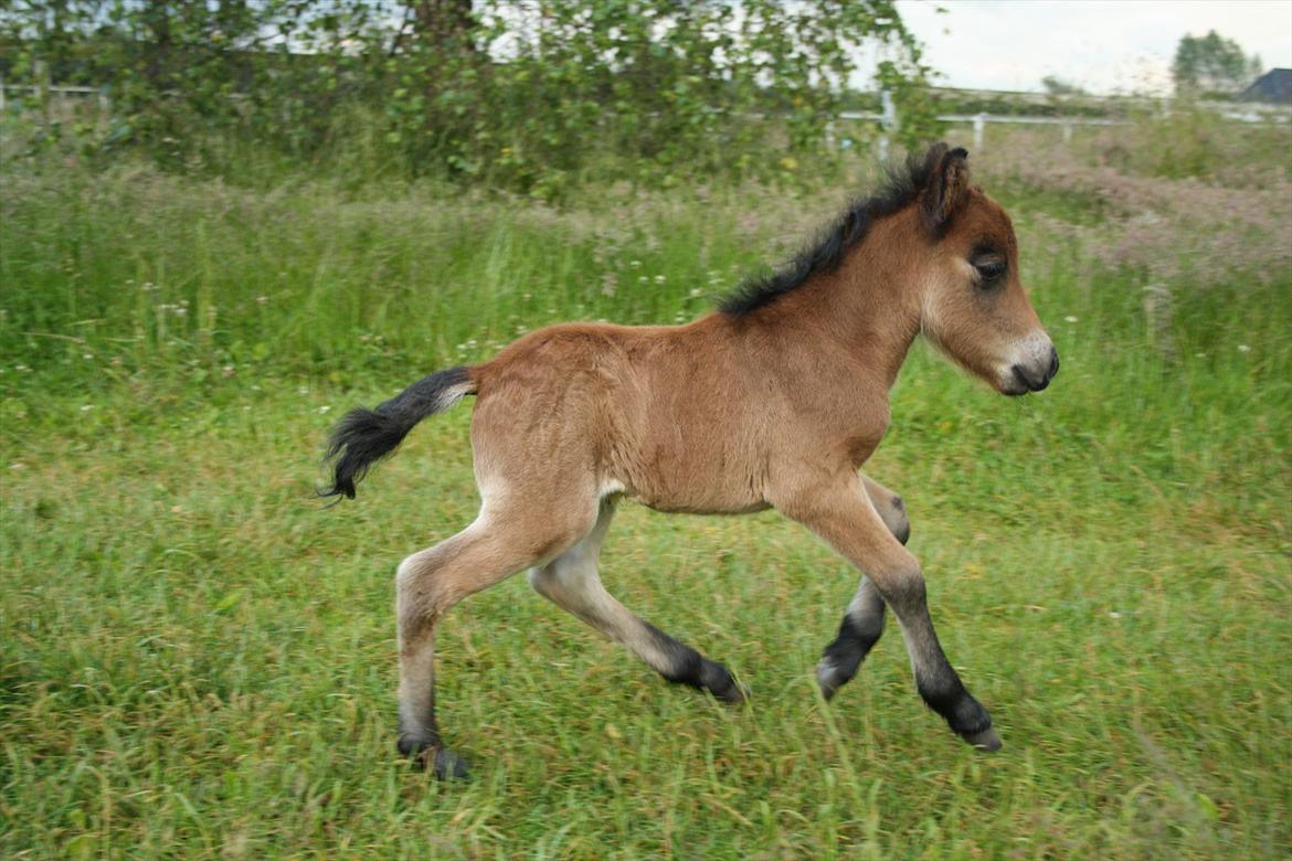 Belgisk Miniature | Kærslunds Ultra Supreme Champion - 19/ Taget d. 24-06-2012 billede 19