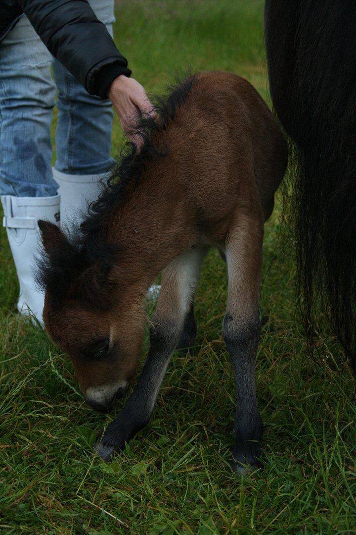 Belgisk Miniature | Kærslunds Ultra Supreme Champion - 20/ Taget d. 24-06-2012 billede 20