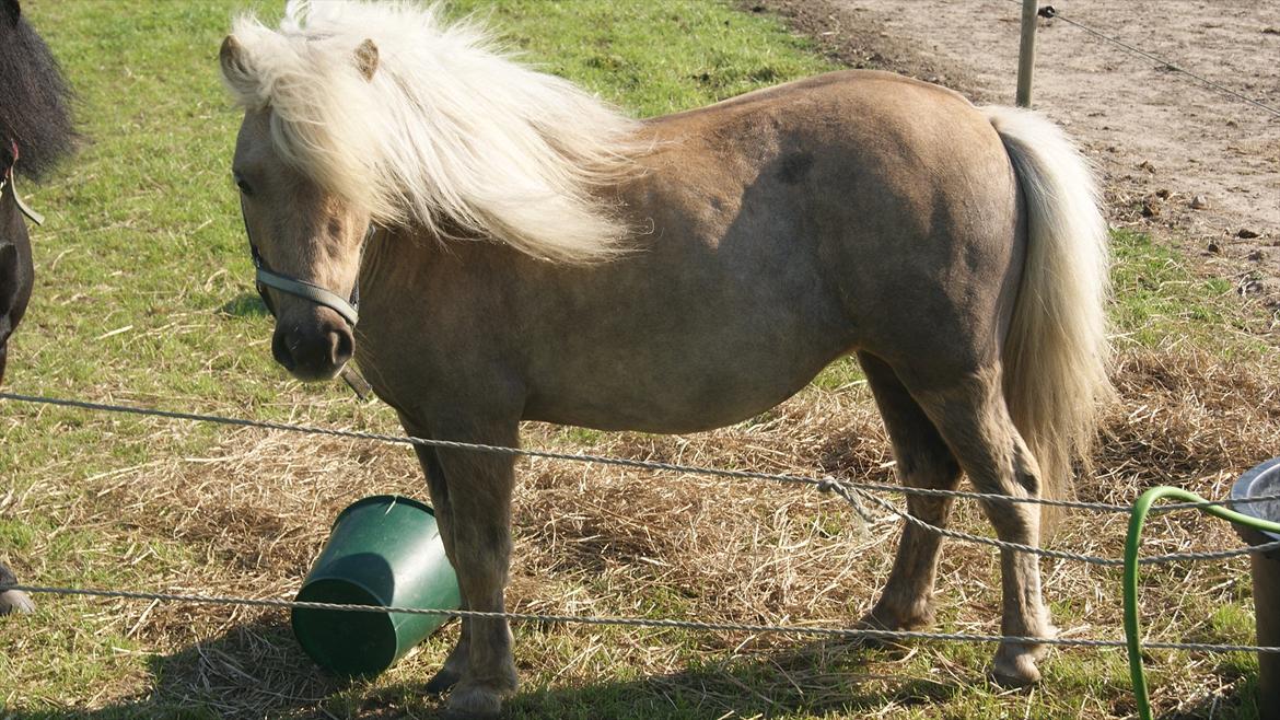 Shetlænder Alice <3 ! billede 4