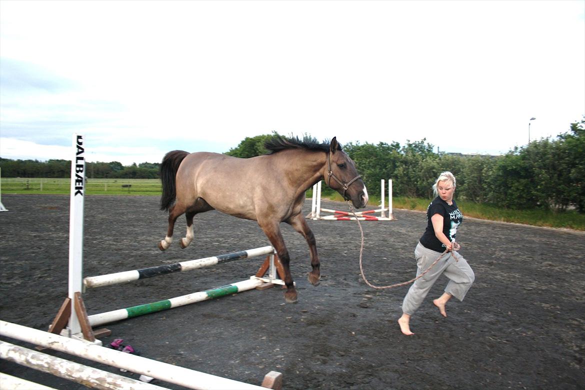 Oldenborg / Fjordhest    La Toya - "Jeg flyver!" billede 13