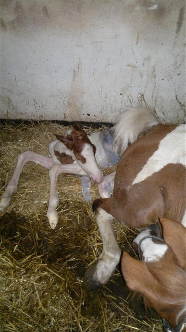 Pinto Svalebo's Jackson billede 4