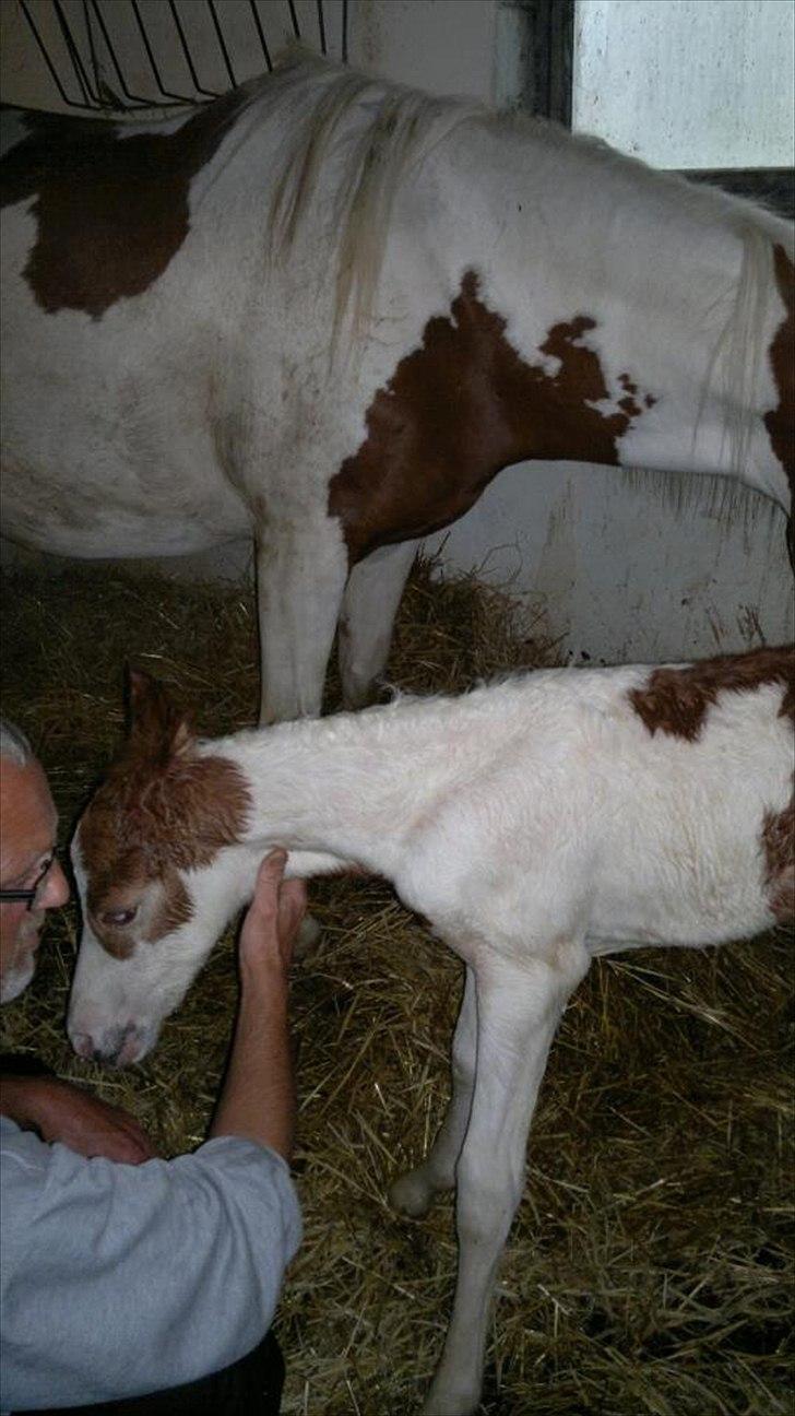 Pinto Svalebo's Jackson billede 5