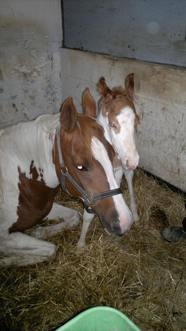 Pinto Svalebo's Jackson billede 6