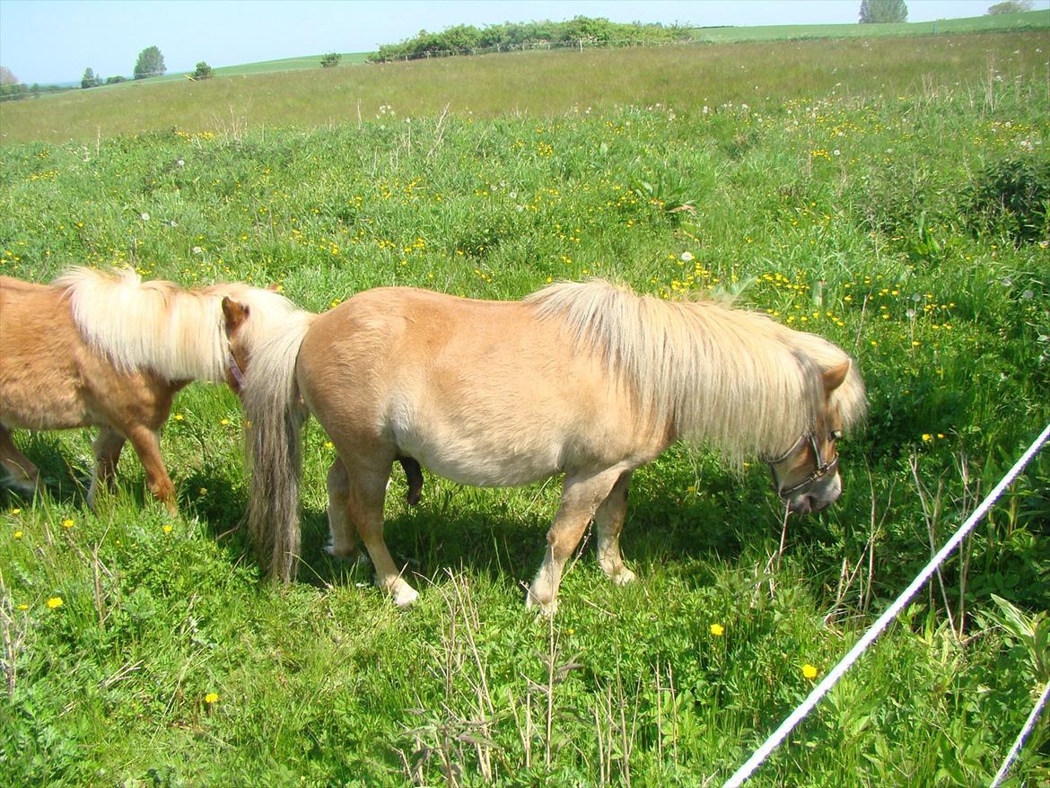 Shetlænder Julius billede 4